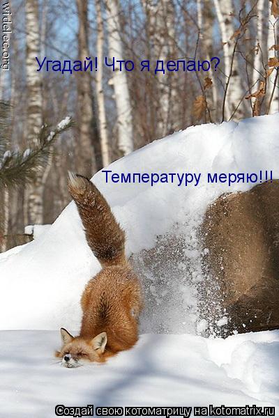 Котоматрица: Угадай! Что я делаю?  Температуру меряю!!!