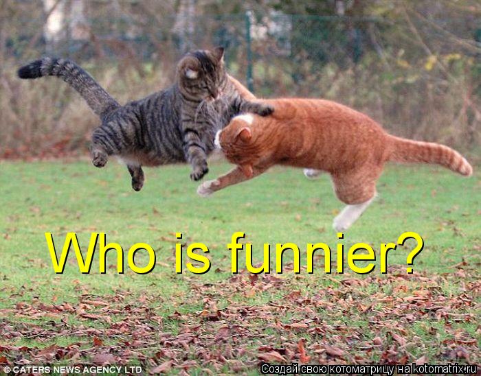 Котоматрица: Who is funnier?
