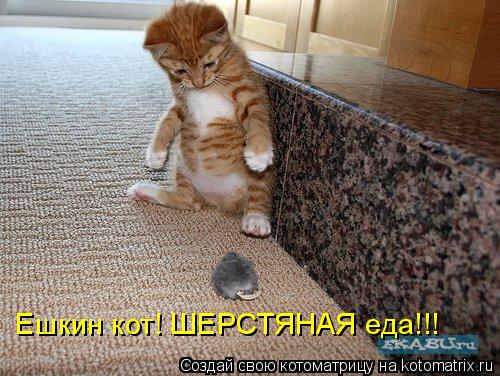 Котоматрица: Ешкин кот! ШЕРСТЯНАЯ еда!!!