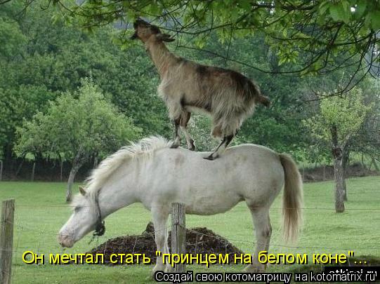 Он мечтал стать "принцем на белом коне"...... Котоматрица: Он мечтал стать "принцем на белом коне"...