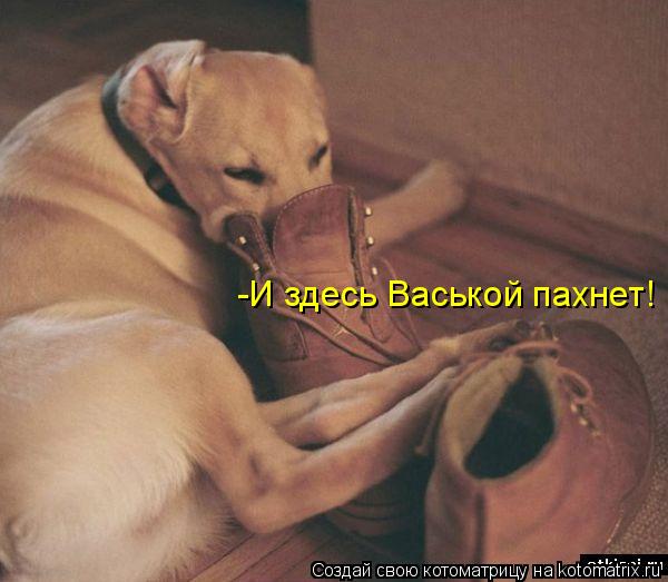 -И здесь Васькой пахнет!... Котоматрица: -И здесь Васькой пахнет!