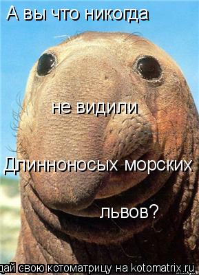 Котоматрица: А вы что никогда не видили Длинноносых морских львов?