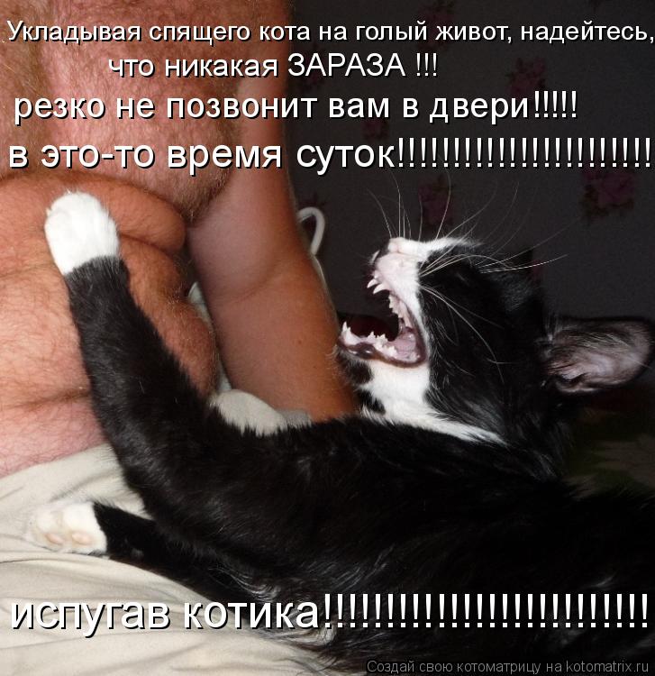 голый живот у кота