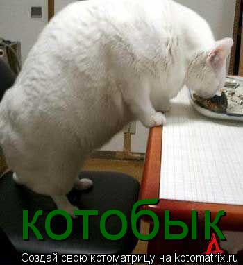 Котоматрица: котобык