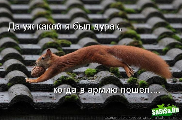Котоматрица: Да уж какой я был дурак, когда в армию пошел....
