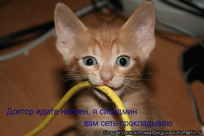 Котоматрица: Доктор идите нахрен, я сисадмин вам сеть прокладываю