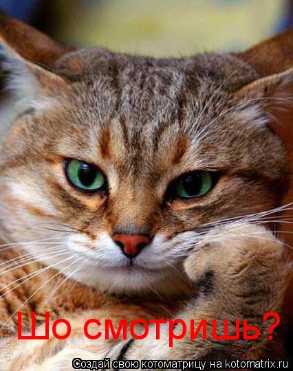 Котоматрица: Шо смотришь?