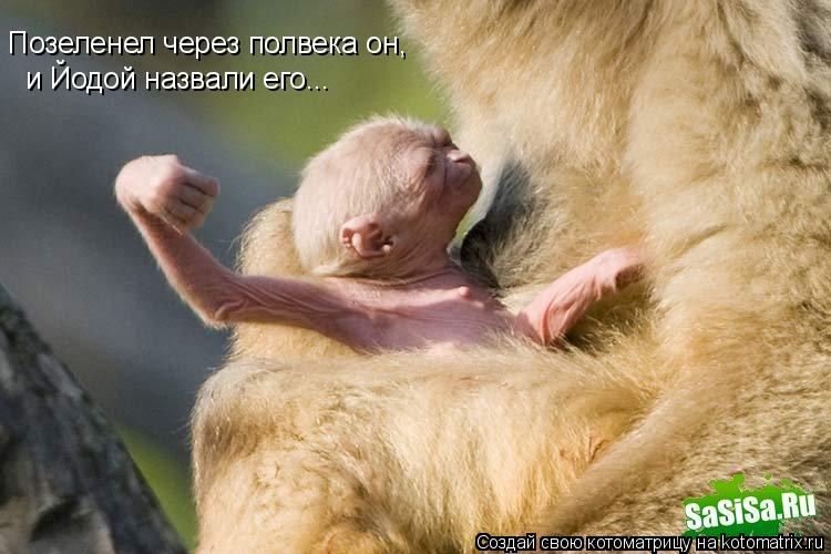 Котоматрица: Позеленел через полвека он,  и Йодой назвали его...