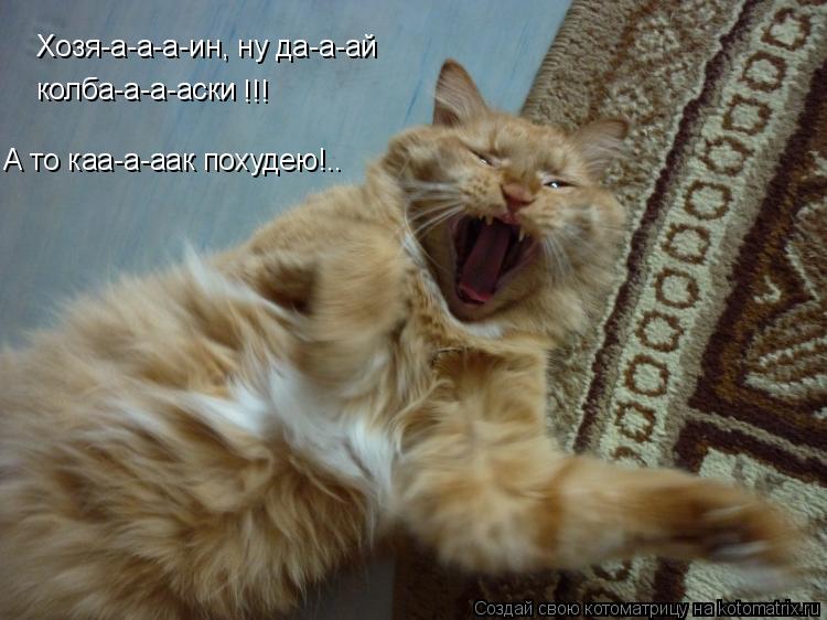Котоматрица: Хозя-а-а-а-ин, ну да-а-ай колба-а-а-аски !!! А то каа-а-аак похудею!..