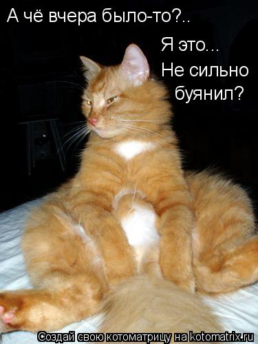 Котоматрица: А чё вчера было-то?.. Я это... Не сильно буянил?