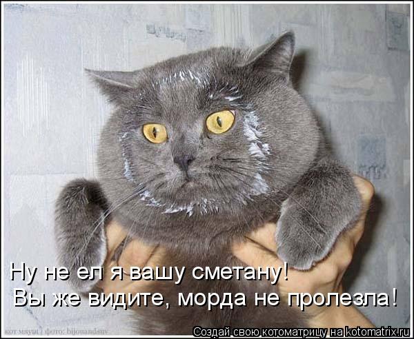 Котоматрица: Ну не ел я вашу сметану!  Вы же видите, морда не пролезла!