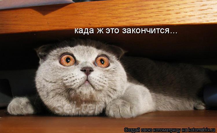 Котоматрица: када ж это закончится...