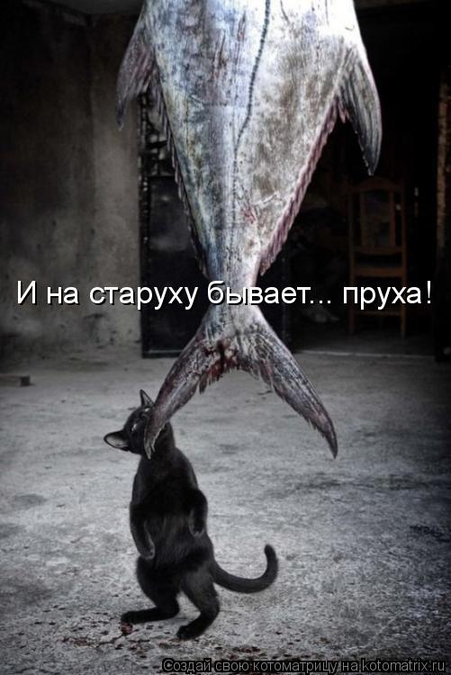 И на старуху бывает... пруха!... Котоматрица: И на старуху бывает... пруха!