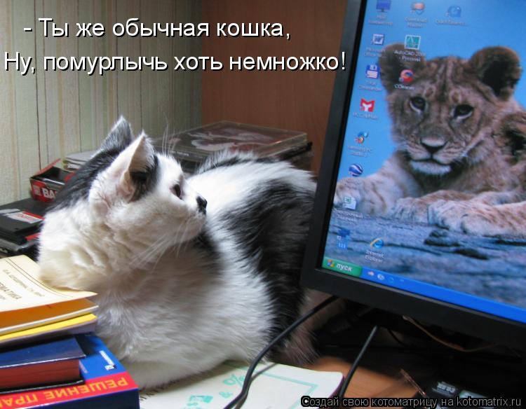 Котоматрица: - Ты же обычная кошка, Ну, помурлычь хоть немножко!