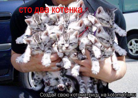 Котоматрица: сто два котенка