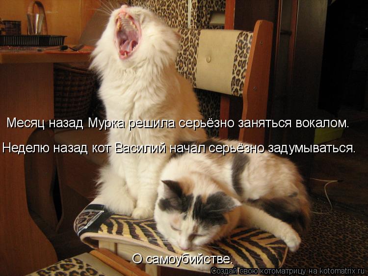 Котоматрица: Месяц назад Мурка решила серьёзно заняться вокалом. Неделю назад кот Василий начал серьёзно задумываться.  О самоубийстве.