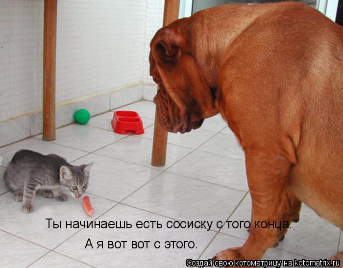 Котоматрица: Ты начинаешь есть сосиску с того конца. А я вот вот с этого.