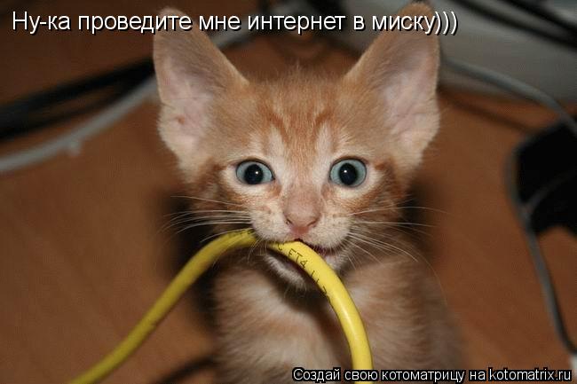 Котоматрица: Ну-ка проведите мне интернет в миску)))