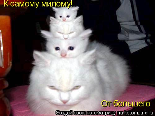 Котоматрица: От большего К самому милому!