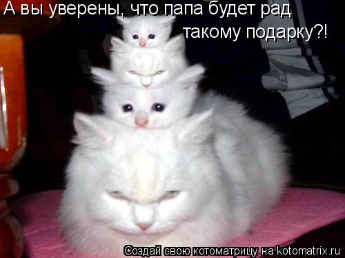 Котоматрица: А вы уверены, что папа будет рад  такому подарку?!