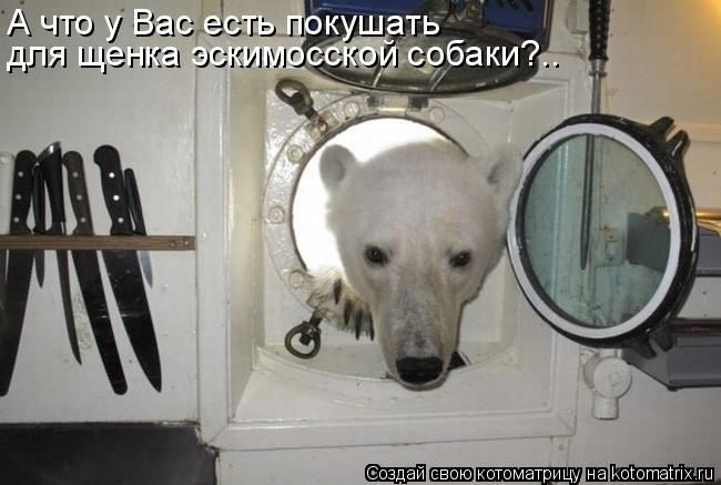 Котоматрица: А что у Вас есть покушать для щенка эскимосской собаки?..
