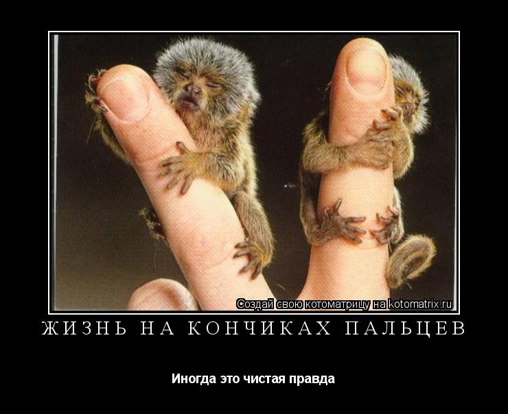 Котоматрица: Жизнь на кончиках пальцев Иногда это чистая правда