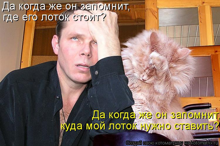 Котоматрица: Да когда же он запомнит,  где его лоток стоит? Да когда же он запомнит,  куда мой лоток нужно ставить?
