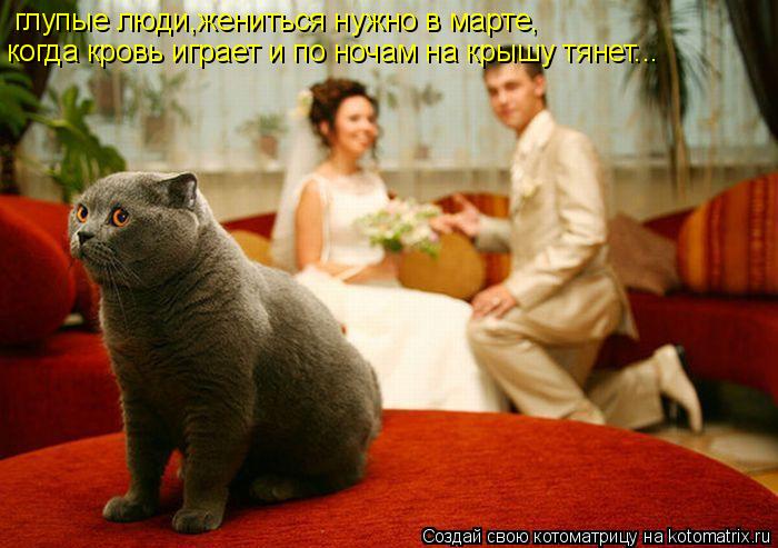 глупые люди,жениться нужно в марте, когда кровь играет и по ночам на крышу тянет...... Котоматрица: глупые люди,жениться нужно в марте, когда кровь играет и по ночам на крышу тянет...