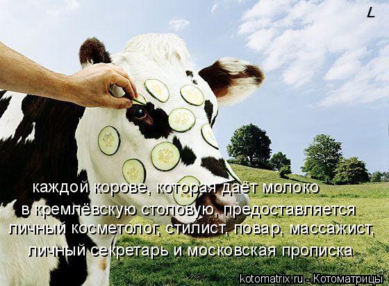 Котоматрица: в кремлёвскую столовую, предоставляется  личный косметолог, стилист, повар, массажист,  личный секретарь и московская прописка каждой коро