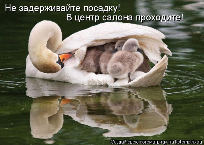 Котоматрица: Не задерживайте посадку! В центр салона проходите!