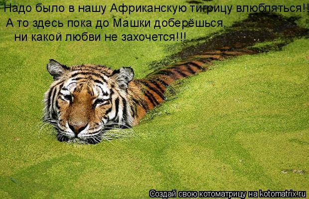 Котоматрица: Надо было в нашу Африканскую тигрицу влюбляться!!! А то здесь пока до Машки доберёшься,  ни какой любви не захочется!!!