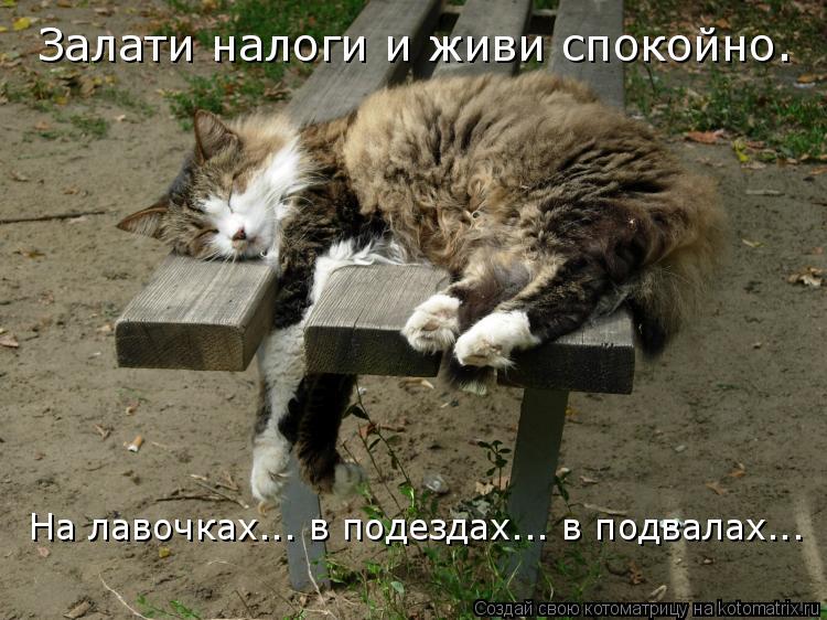 Котоматрица: Залати налоги и живи спокойно. На лавочках... в подездах... в подвалах...