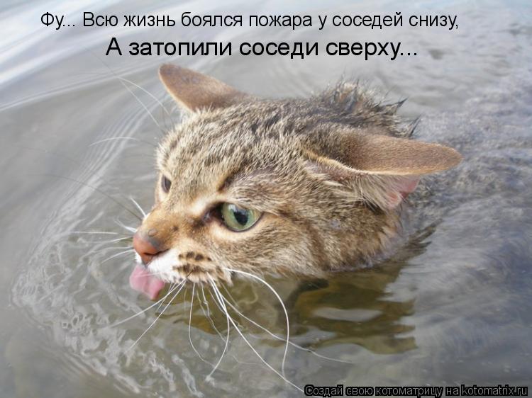 Котоматрица: Фу... Всю жизнь боялся пожара у соседей снизу, А затопили соседи сверху...