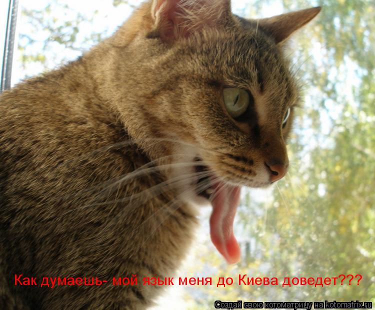 Котоматрица: Как думаешь- мой язык меня до Киева доведет???