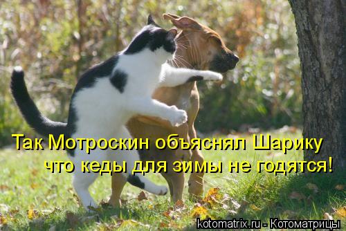 Котоматрица: Так Мотроскин объяснял Шарику что кеды для зимы не годятся!