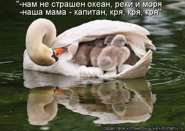 Котоматрица: "-нам не страшен океан, реки и моря  -наша мама - капитан, кря, кря, кря"
