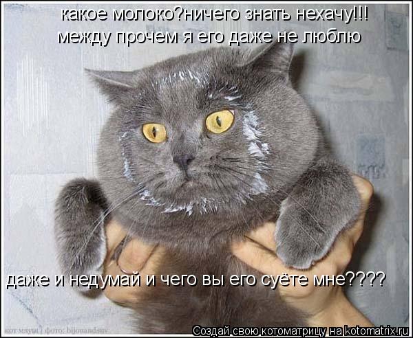 Котоматрица: какое молоко?ничего знать нехачу!!! между прочем я его даже не люблю даже и недумай и чего вы его суёте мне????