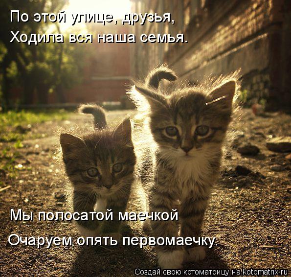 Котоматрица: По этой улице, друзья, Ходила вся наша семья. Мы полосатой маечкой Очаруем опять первомаечку.