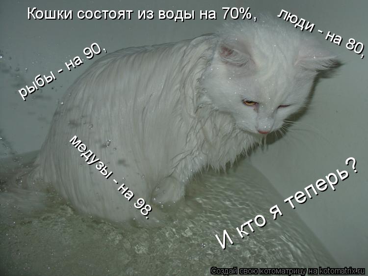 Котоматрица: Кошки состоят из воды на 70%, люди - на 80, рыбы - на 90, медузы - на 98. И кто я теперь?