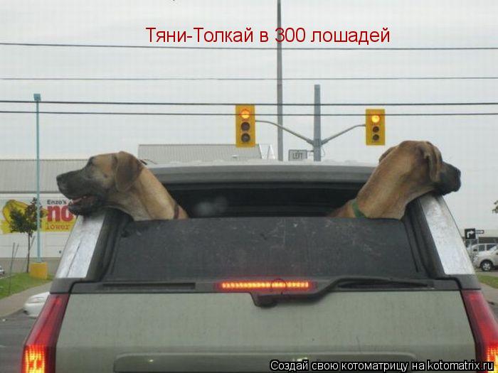 Котоматрица: Тяни-Толкай в 300 лошадей