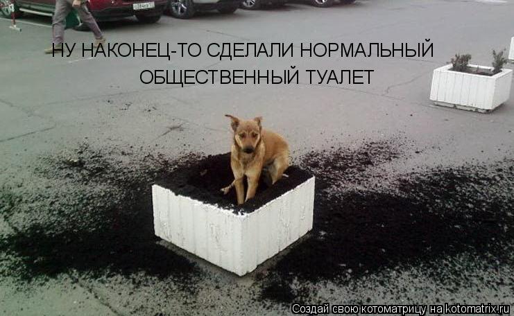 Котоматрица: НУ НАКОНЕЦ-ТО СДЕЛАЛИ НОРМАЛЬНЫЙ ОБЩЕСТВЕННЫЙ ТУАЛЕТ