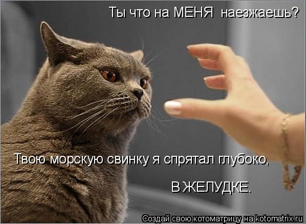 Котоматрица: Ты что на МЕНЯ  наезжаешь? Твою морскую свинку я спрятал глубоко, В ЖЕЛУДКЕ.