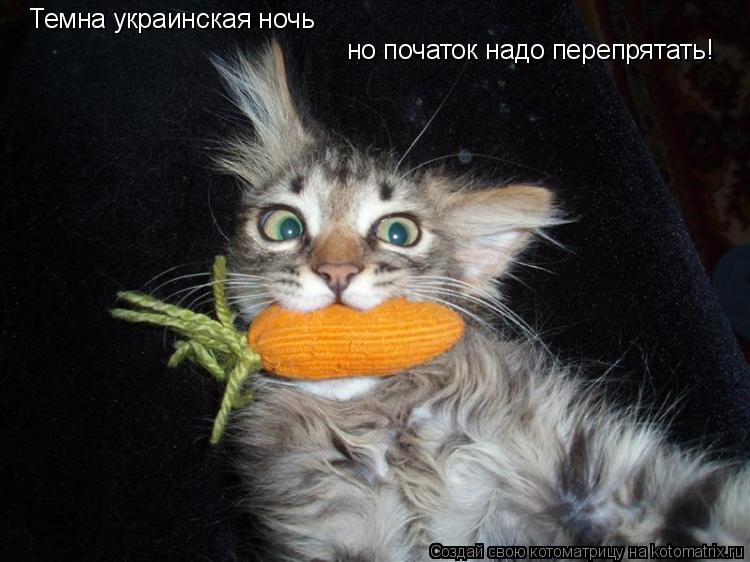 Котоматрица: Темна украинская ночь но початок надо перепрятать!