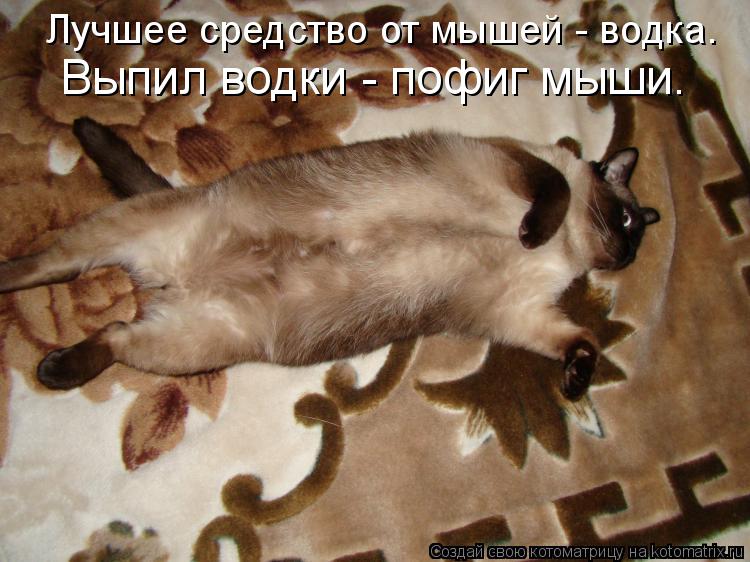 Котоматрица: Лучшее средство от мышей - водка. Выпил водки - пофиг мыши.
