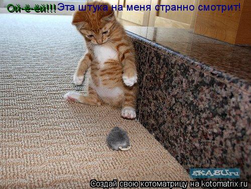 Котоматрица: Эта штука на меня странно смотрит! Ой-ё-ёй!!!