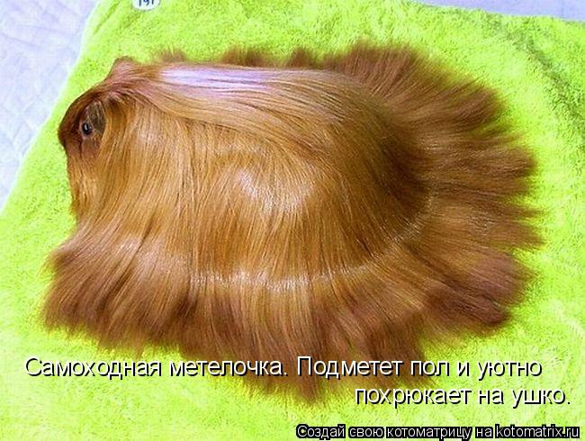 Котоматрица: Самоходная метелочка. Подметет пол и уютно похрюкает на ушко.