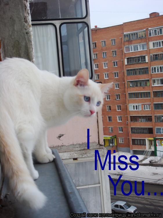 Котоматрица: I  Miss You...