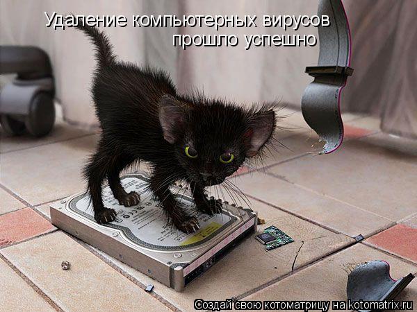 Котоматрица: Удаление компьютерных вирусов прошло успешно