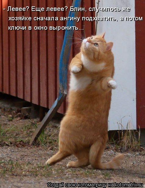 Котоматрица: - Левее? Еще левее? Блин, случилось же хозяйке сначала ангину подхватить, а потом ключи в окно выронить...