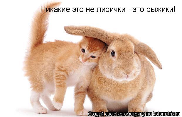 Котоматрица: Никакие это не лисички - это рыжики!